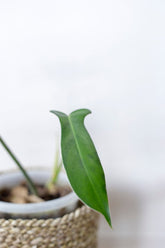 Philodendron leland miyano